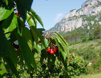 Cerezos de Etxauri