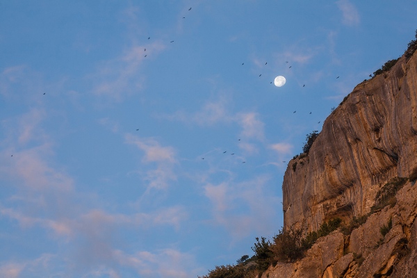 AVES EN ETXAURI AVES EN ETXAURI