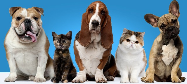 ETXEKO ANIMALIEN BANDOA